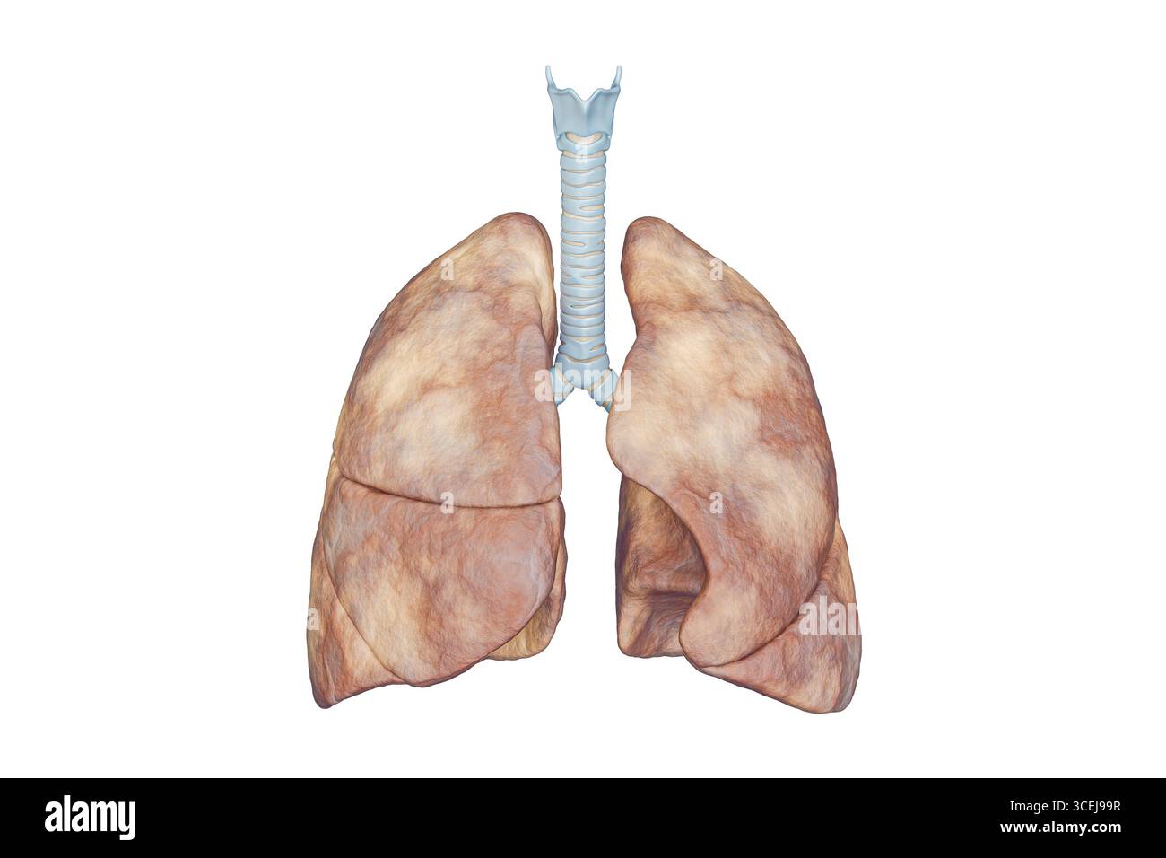 Polmoni umani con vista anteriore trachea isolata su sfondo bianco con rappresentazione 3D dello spazio di copia. Organo dell'anatomia del sistema respiratorio Foto Stock