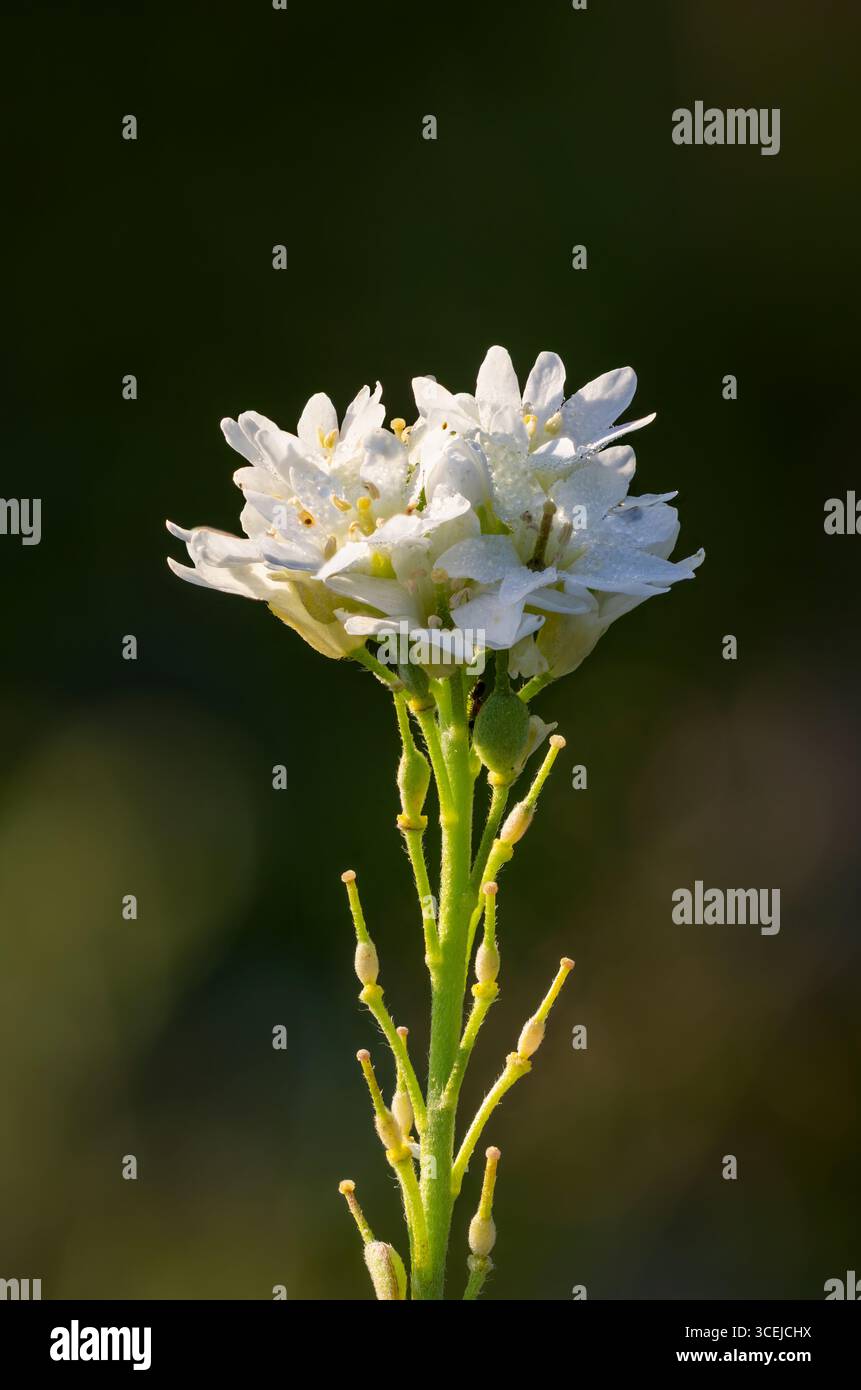 Falsa pazzia che fiorisce Foto Stock