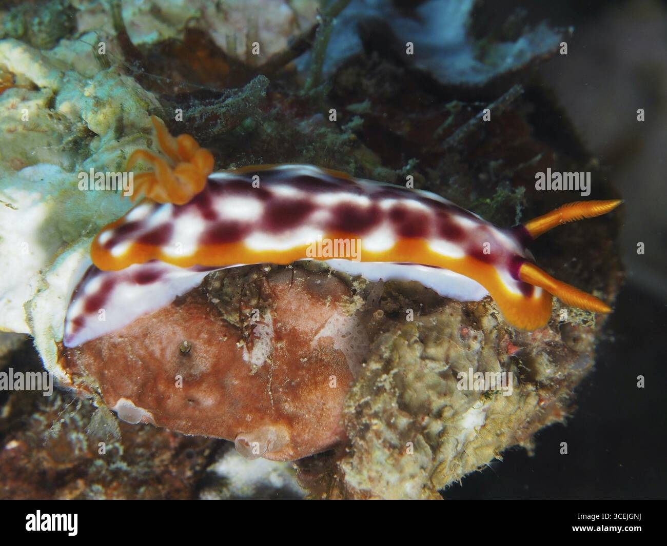Vivace nudibranco con antenne arancioni, la magnifica lumaca stellare (Hypselodoris purpureomaculosa), sulla formazione corallina. Sito di immersione Napoleone, Permutero Foto Stock