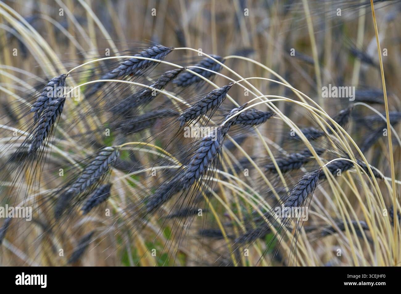 Farro nero (Triticum dicoccon), coltivazione di prova, Cadolzburg, Franconia media, Baviera, Germania Foto Stock