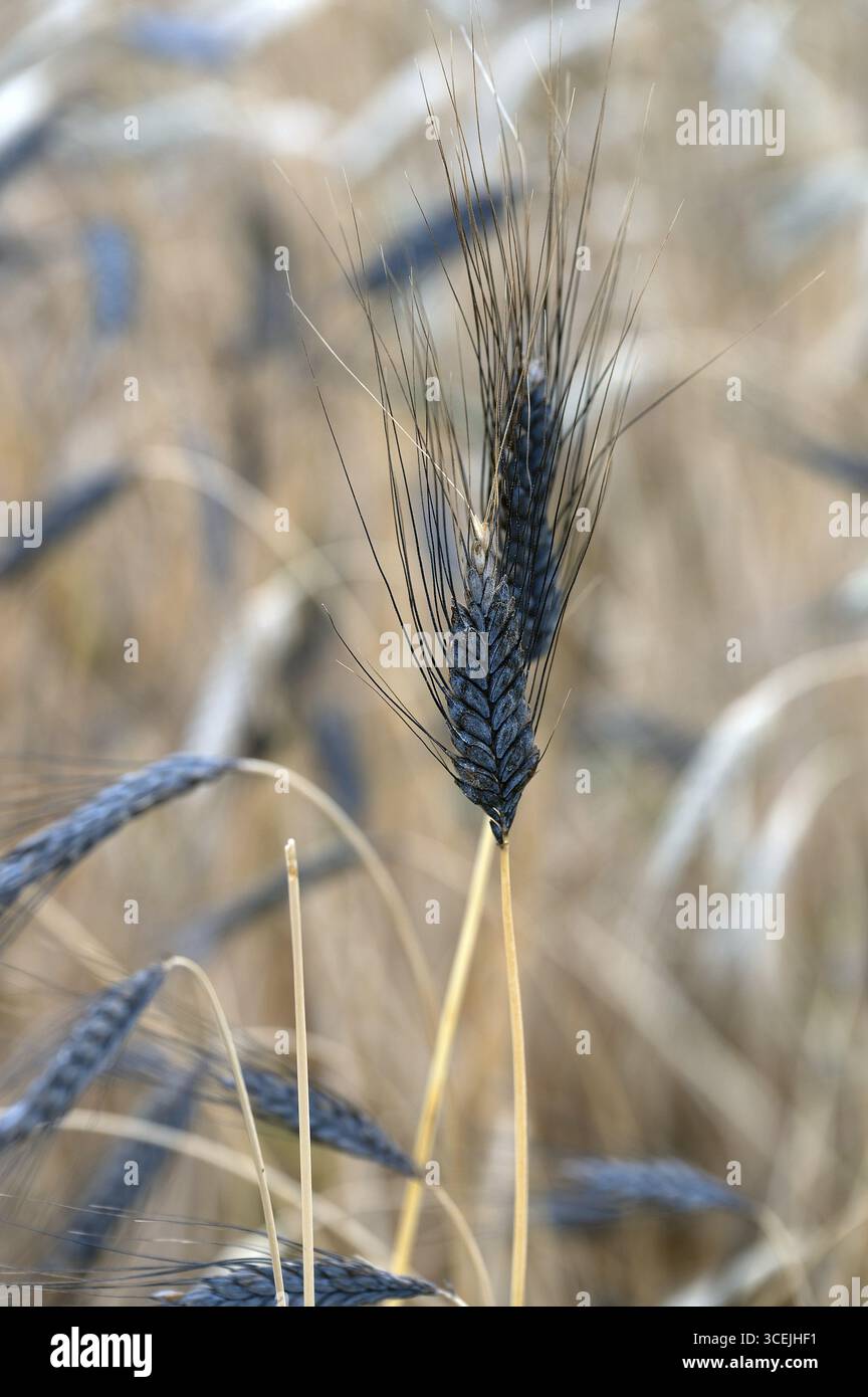 Farro nero (Triticum dicoccon), coltivazione di prova, Cadolzburg, Franconia media, Baviera, Germania Foto Stock