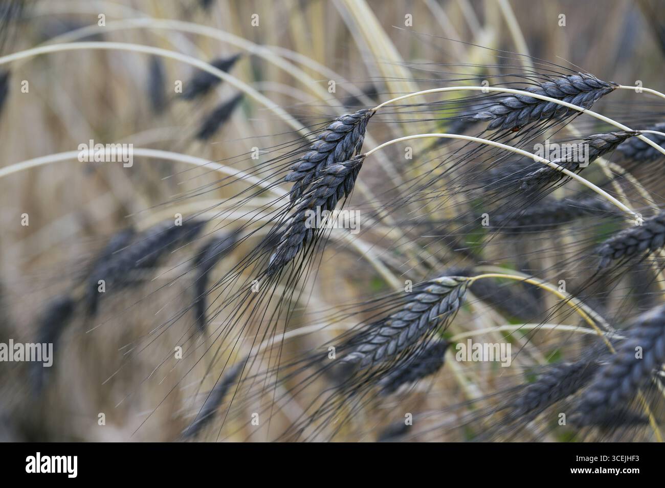 Farro nero (Triticum dicoccon), coltivazione di prova, Cadolzburg, Franconia media, Baviera, Germania Foto Stock
