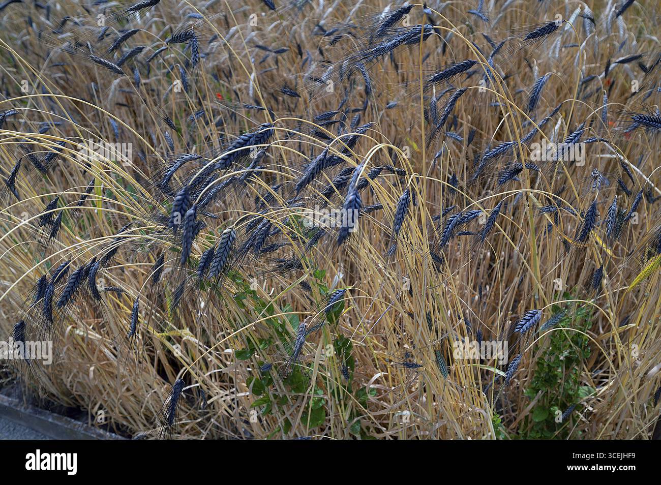 Farro nero (Triticum dicoccon), coltivazione di prova, Cadolzburg, Franconia media, Baviera, Germania Foto Stock