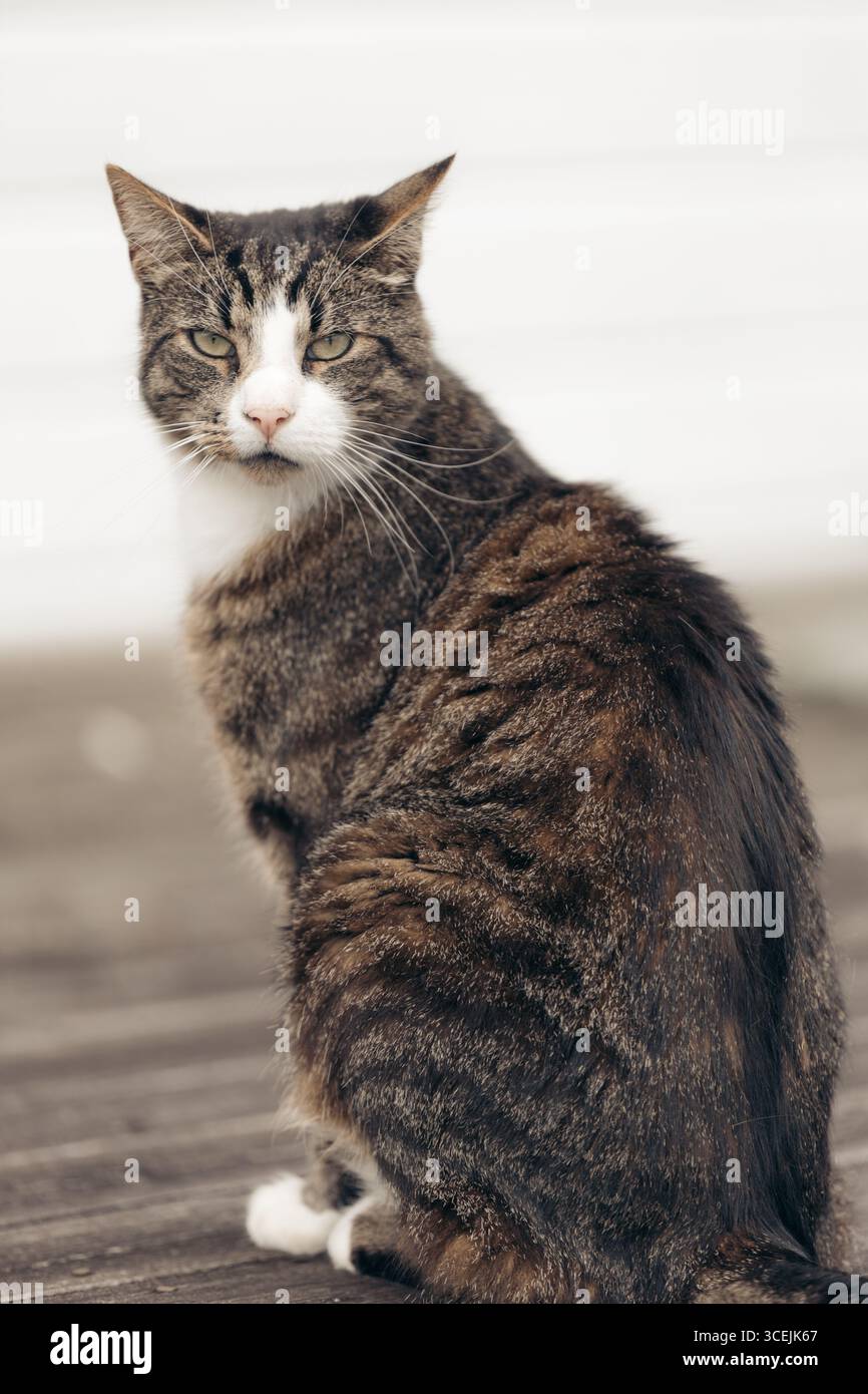 Primo piano di un gatto Tabby dall'aspetto serio con petto bianco seduto sul ponte di legno Foto Stock