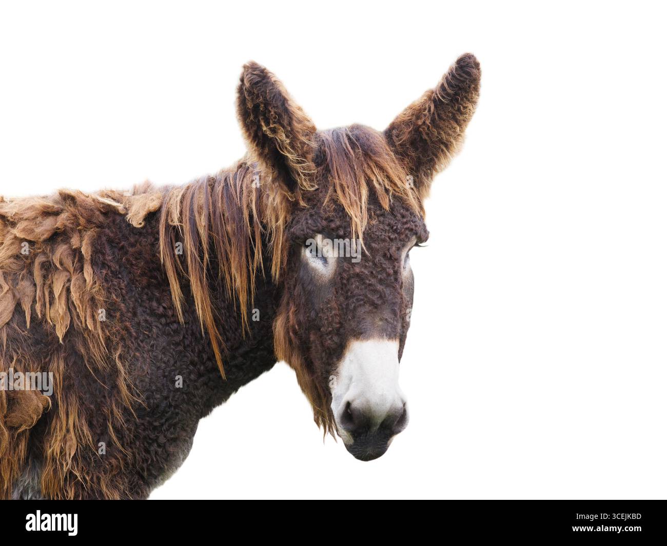 asino ritratto (equus asinus) isolato su sfondo bianco Foto Stock
