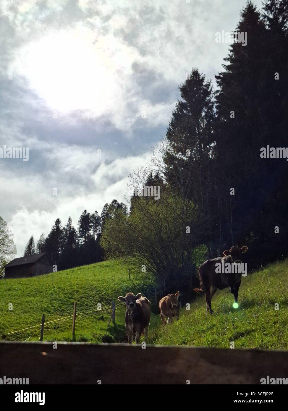 Un bel look su alcune mucche che vivono la loro vita migliore in natura. Foto Stock