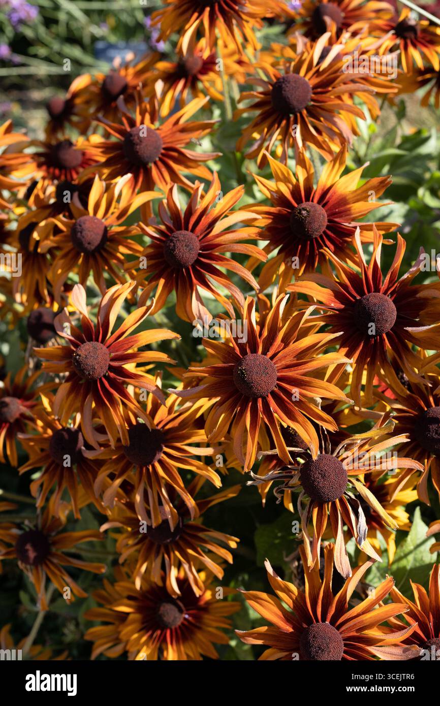 Rudbeckia hirta "Indian Summer", fiori susan dagli occhi neri. Foto Stock