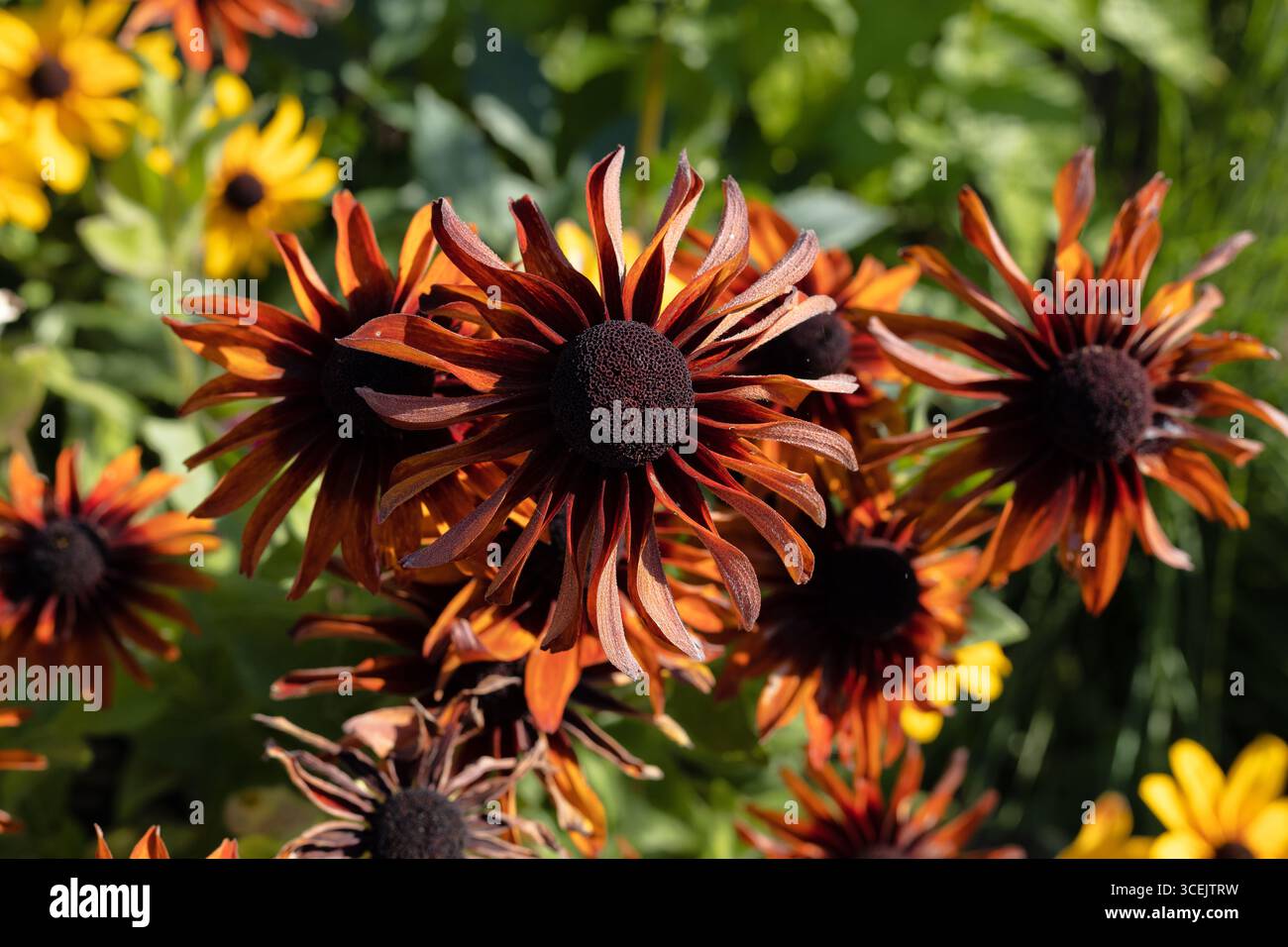 Rudbeckia hirta "Indian Summer", fiori susan dagli occhi neri. Foto Stock