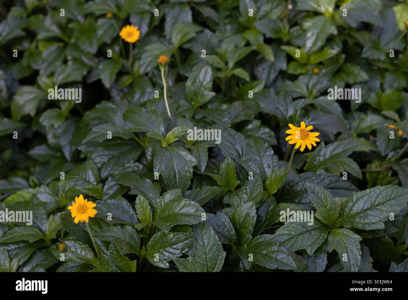 Sphagneticola trilobata - occhio osseo strisciante. Foto Stock