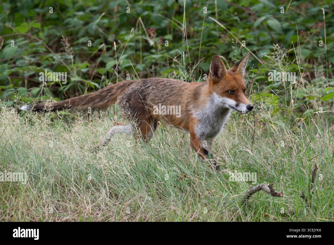 Red Fox adulto, Vulpes vulpes, camminando attraverso l'erba lunga, Londra, Regno Unito Foto Stock