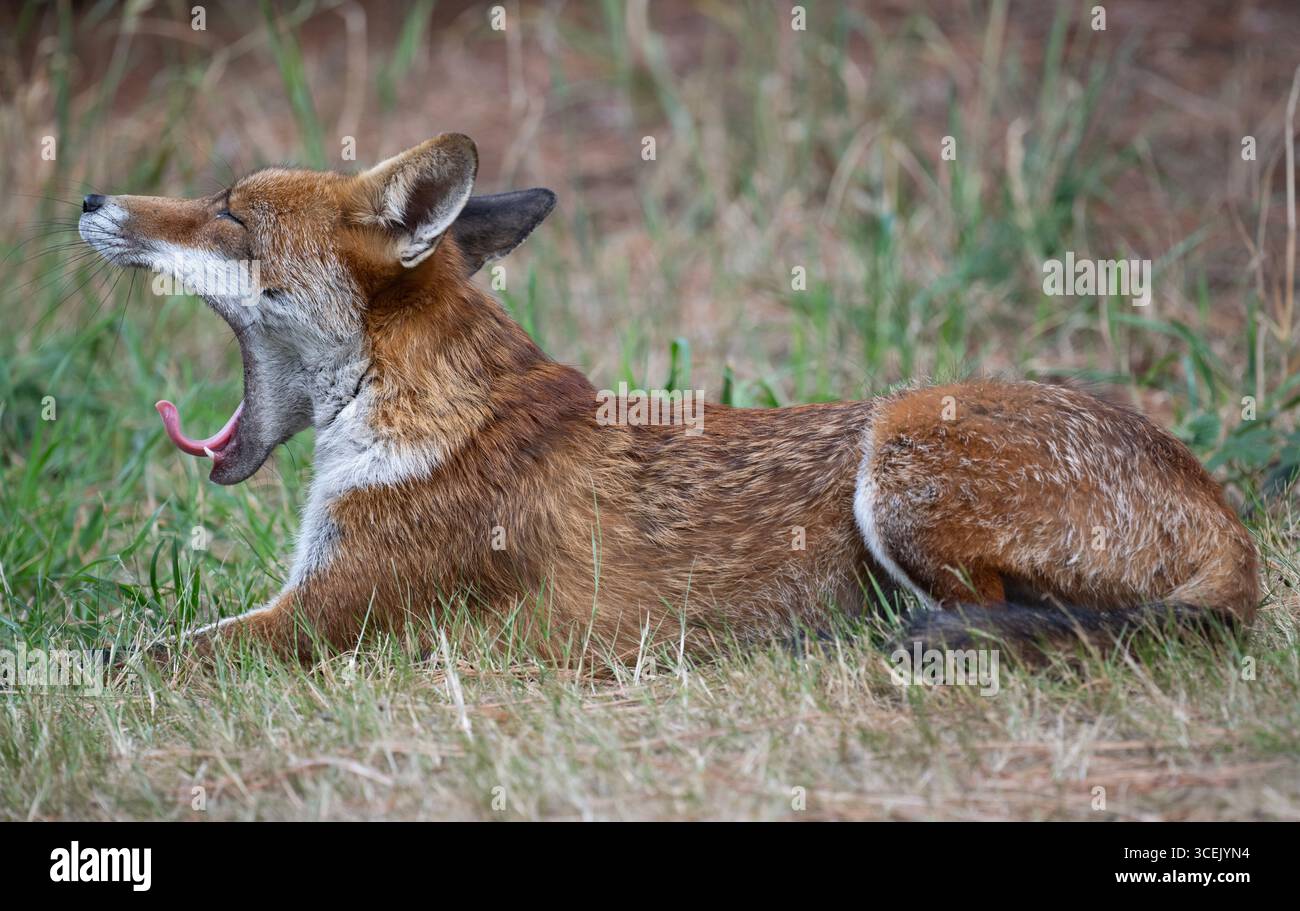 Red Fox, Vulpes vulpes, sbadigliatura e mostra un'ampia mascella, Londra, Regno Unito Foto Stock
