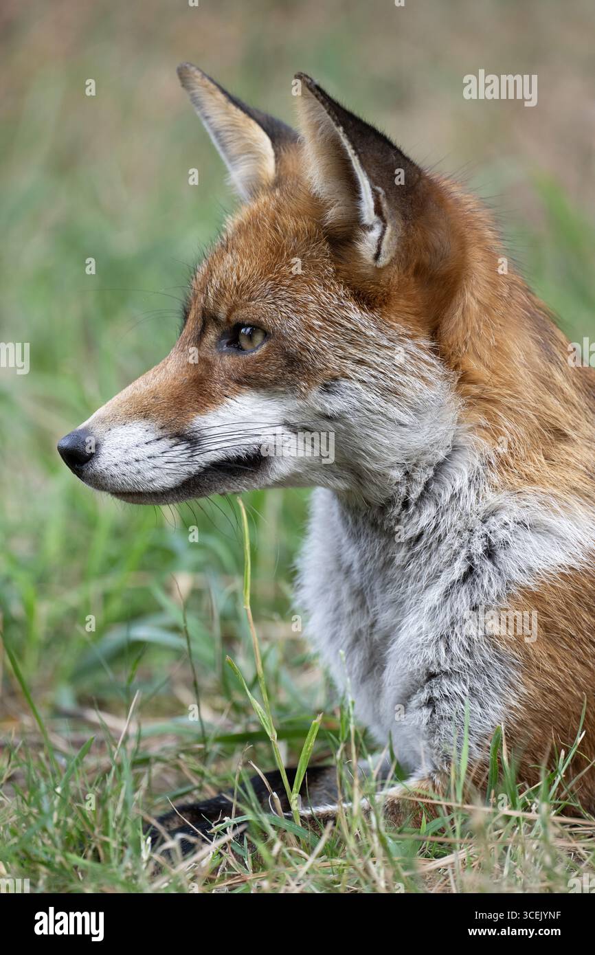 Red Fox, Vulpes vulpes, Ears punted and alert portrait of head, London, Regno Unito Foto Stock
