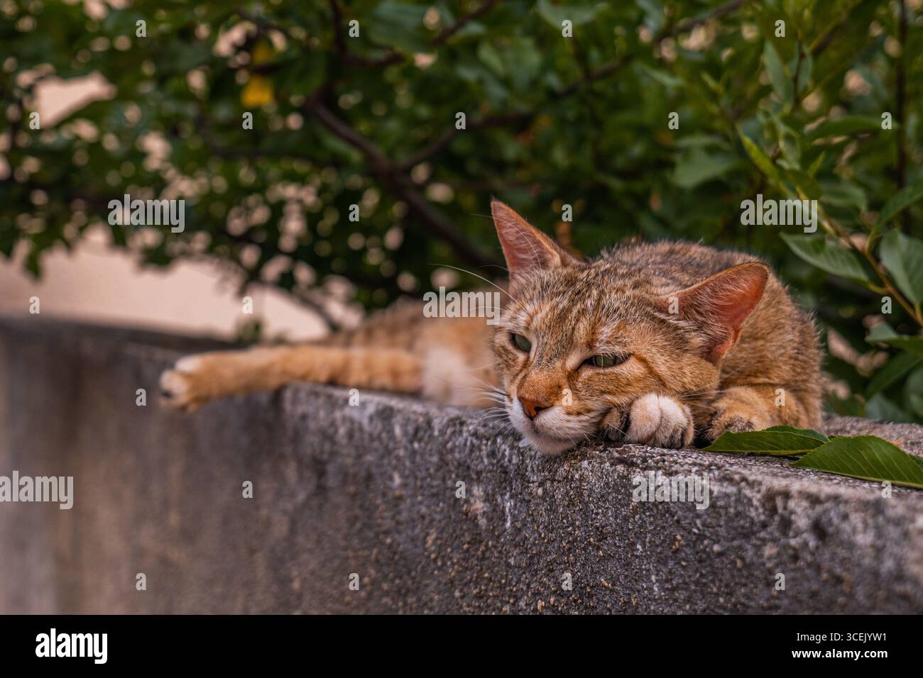 Gatto Tabby che riposa su un muro di pietra a Makarska Croazia con foglie verdi sullo sfondo, rilassato animale domestico nella scena estiva mediterranea di strada Foto Stock