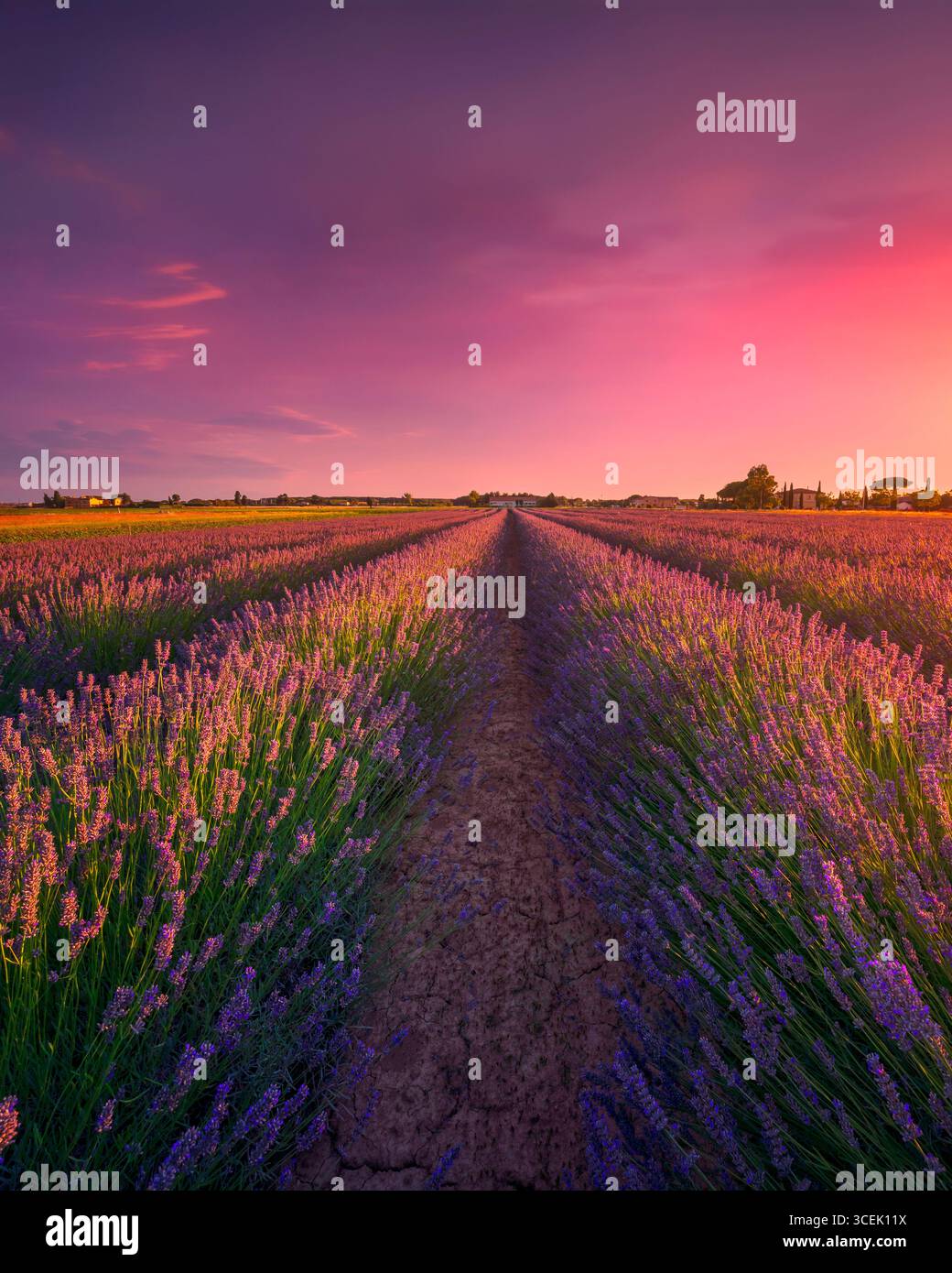 Campi di fiori di lavanda e bellissimo tramonto. Marina di Cecina, provincia di Livorno, regione Toscana, Italia, Europa Foto Stock