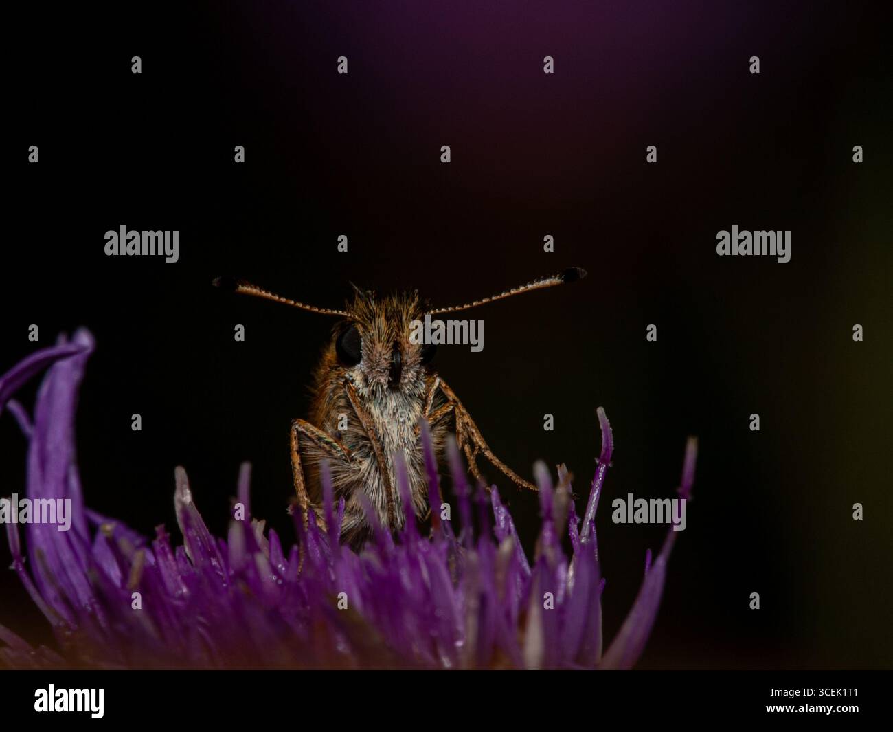 Macro shot di una farfalla skipper (Thymelicus lineola) che si nutre di un fiore di cardo viola nell'habitat naturale. Foto Stock