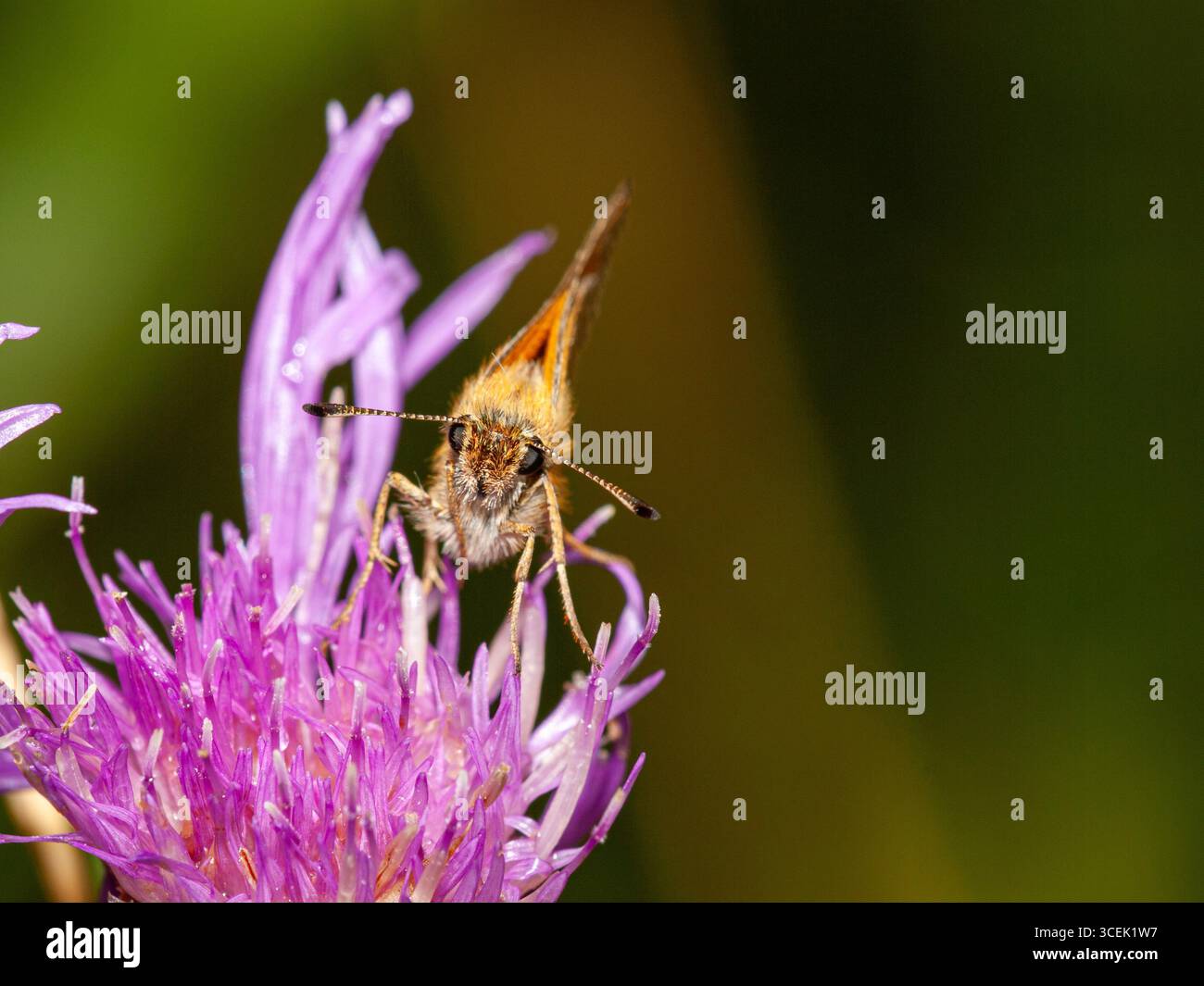 Macro shot di una farfalla skipper (Thymelicus lineola) che si nutre di un fiore di cardo viola nell'habitat naturale. Foto Stock