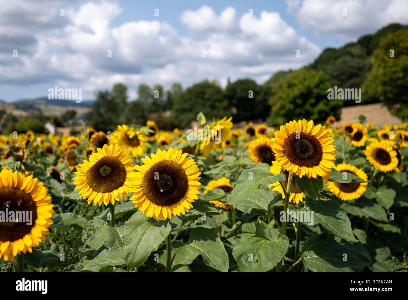 Girasoli presso Ackhill Farm il 24 luglio 2025 a Prestigne, Powys, Galles, Regno Unito. I girasoli di molte varietà, con i loro petali gialli luminosi in questa fattoria diversificata sono aperti al pubblico per pagarli semplicemente per passeggiare tra le belle teste di fiori e anche tagliare i propri fiori. Foto Stock