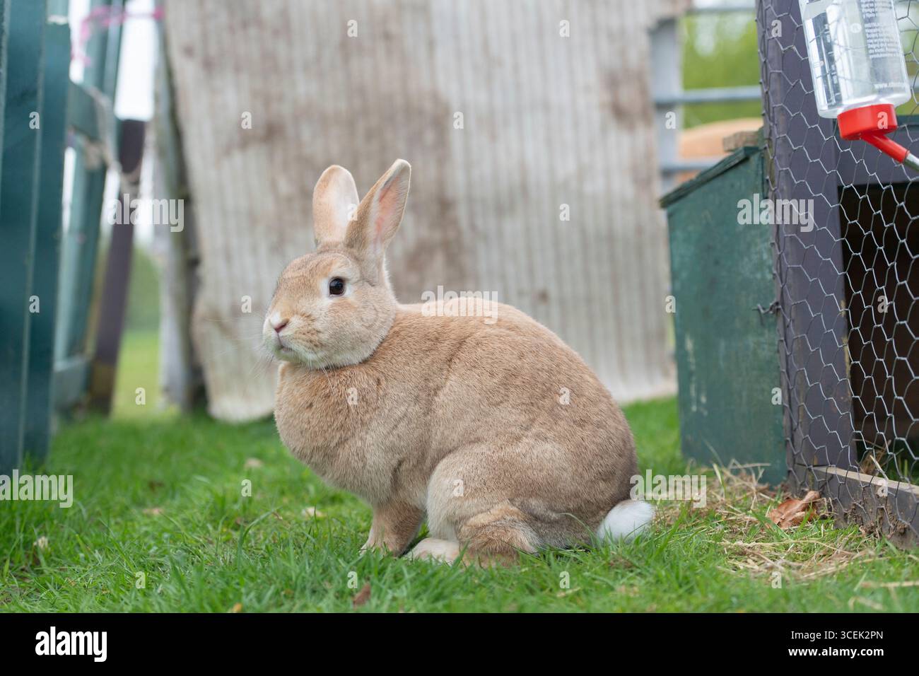 Coniglio Rex in giardino con un hutch Foto Stock