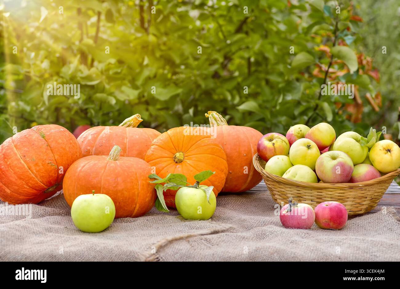 Mele e zucche fresche su un tavolo rustico sullo sfondo del verde in autunno. Concetto di raccolto autunnale e abbondanza stagionale. Foto Stock