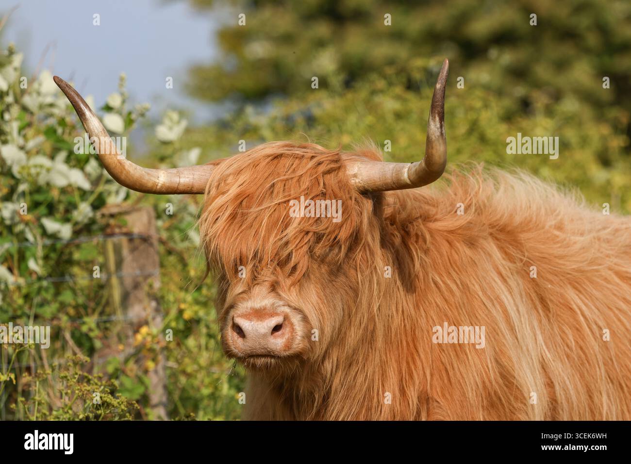 Bovini delle Highland (Bos taurus) utilizzati per la conservazione e la gestione del territorio. Foto Stock