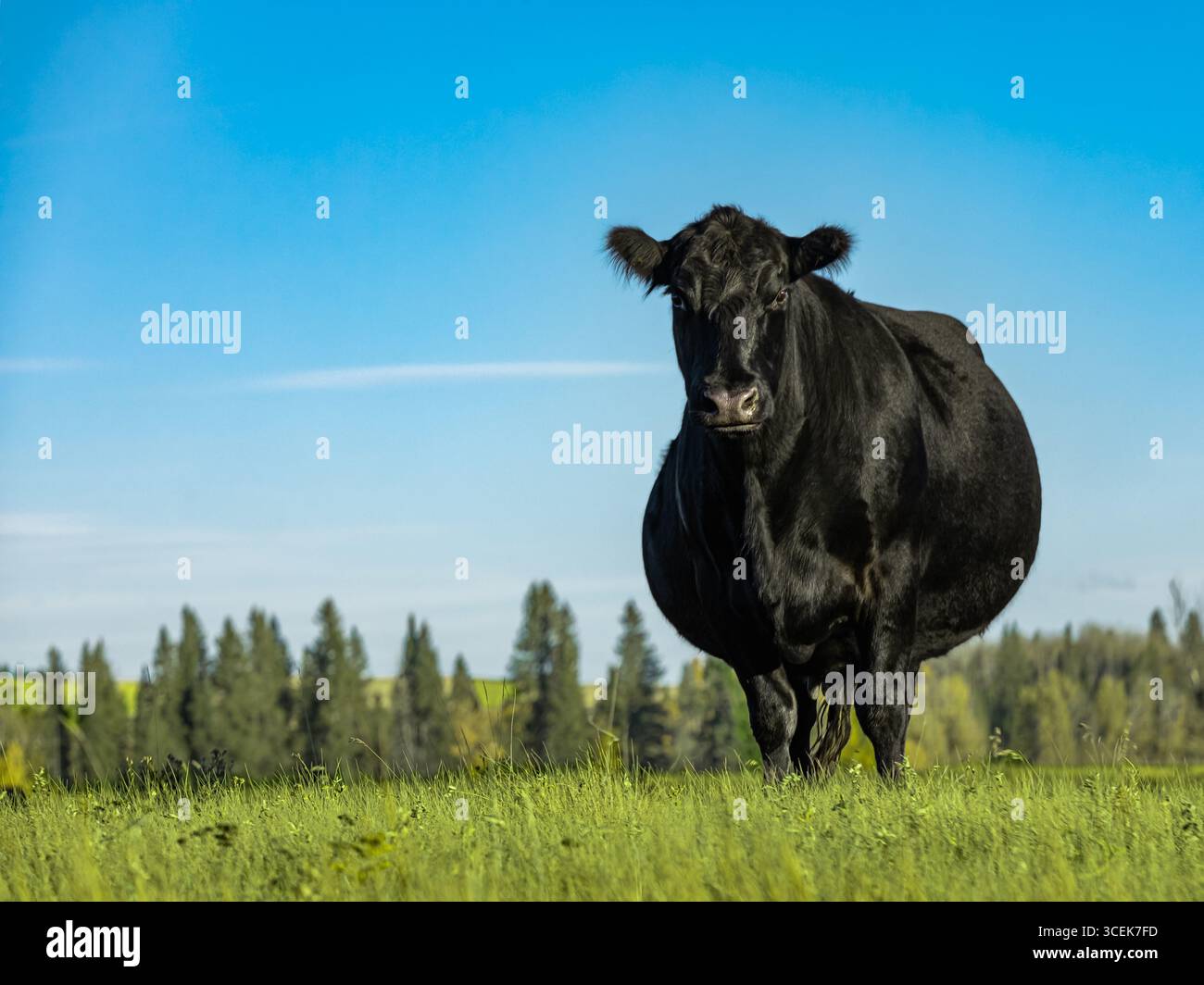Black Aberdeen Angus pascolando in un prato estivo. Una grossa mucca nera pascolava in un campo, pascolo libero. Mucca di Angus in erba verde nelle giornate di sole con S blu Foto Stock