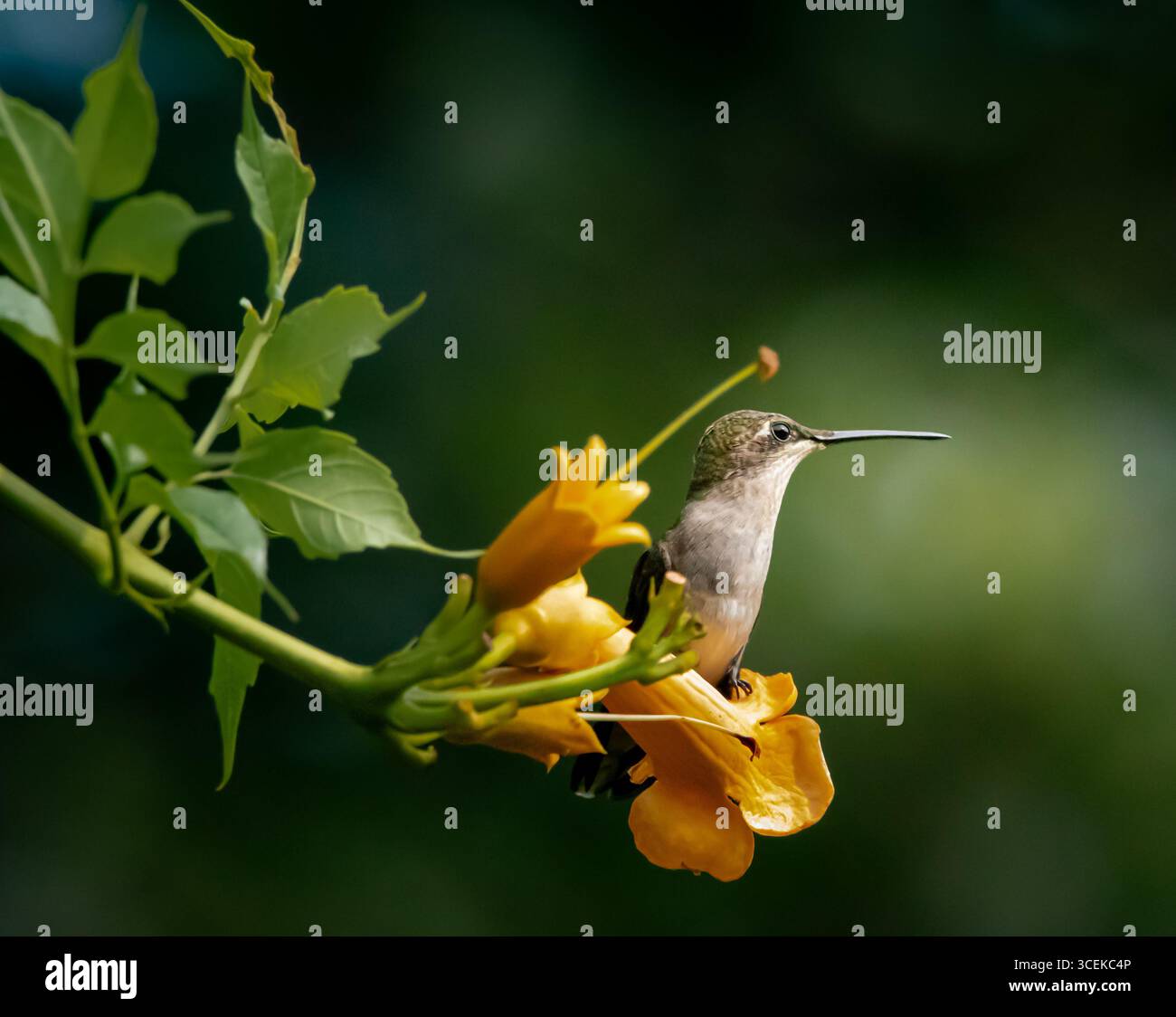 Colibrì dalla gola rubina (Archilochus colubris) arroccato su un fiore di tromba, Long Island, New York. Foto Stock