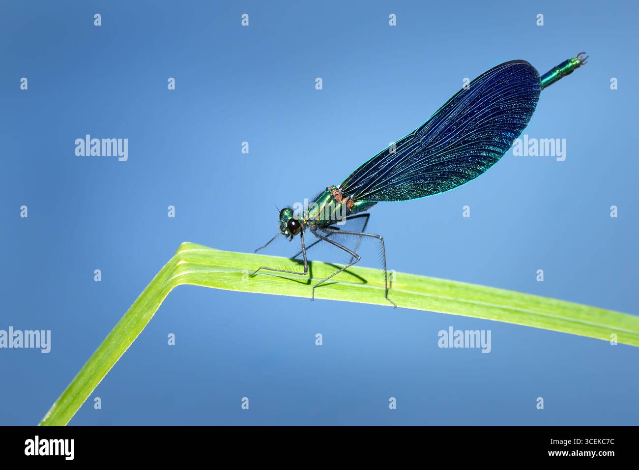 Bellissimo Demoiselle (Calopteryx virgo) maschio con vista laterale su una lama d'erba spezzata Foto Stock