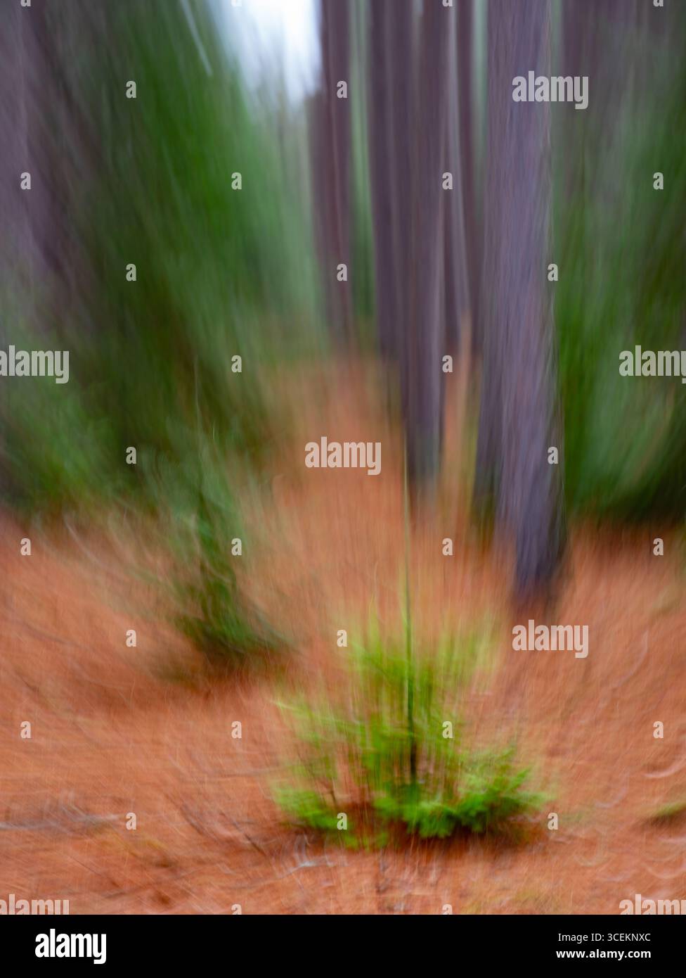 sfocatura intenzionale astratta degli alberi nella foresta con vegetazione all'interno della zona boschiva sfocatura o effetto di movimento verticale causato da un'esposizione prolungata Foto Stock