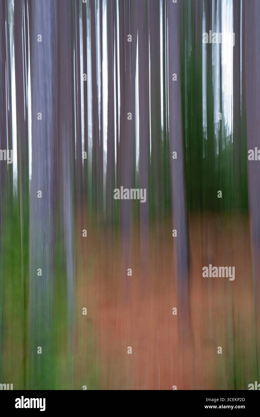 sfocatura intenzionale astratta degli alberi nella foresta con vegetazione all'interno della zona boschiva sfocatura o effetto di movimento verticale causato da un'esposizione prolungata Foto Stock