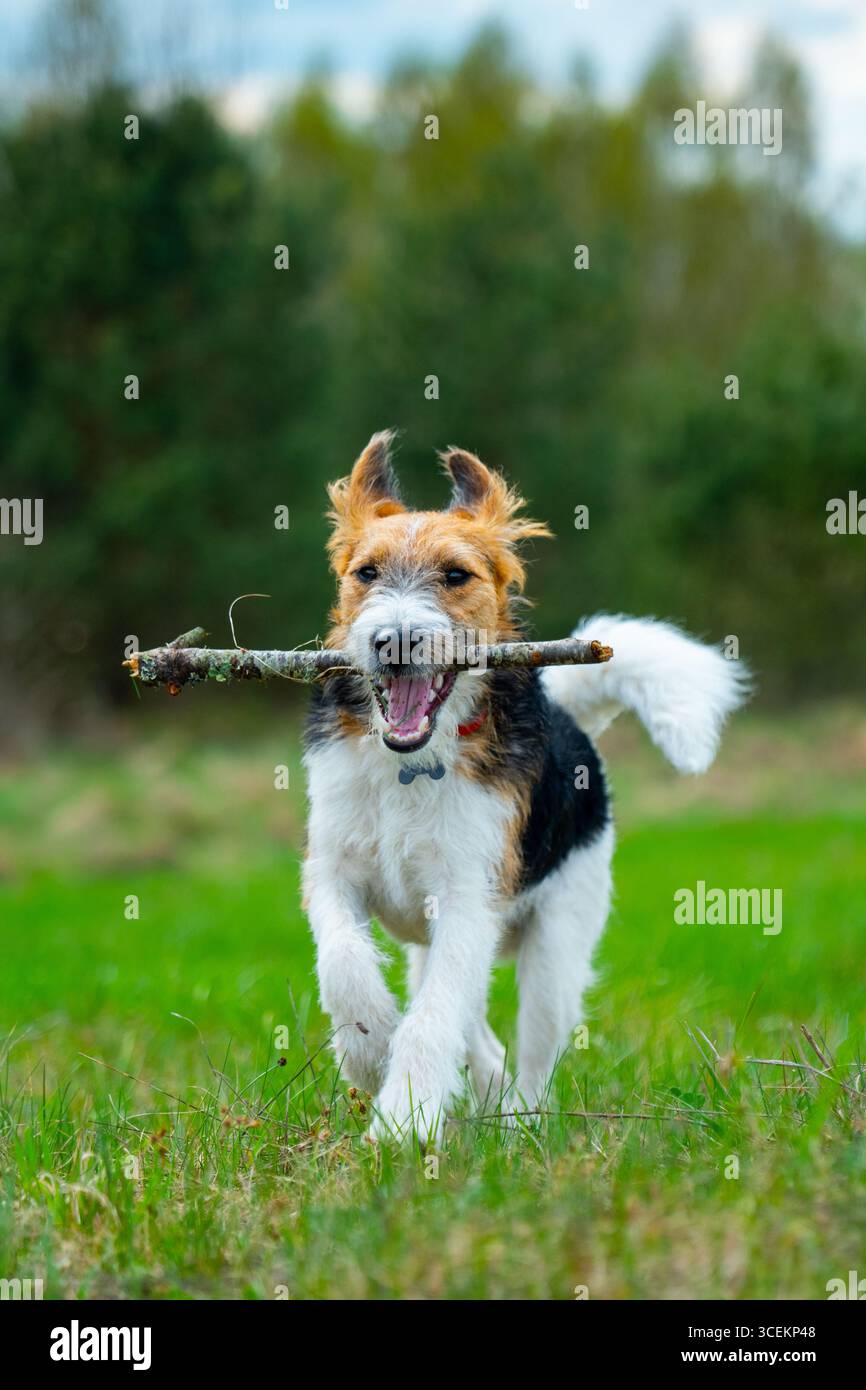 Giocoso cane Fox Terrier che corre con il bastone in bocca sul prato verde, energico animale domestico che si diverte a praticare attività all'aperto nella natura della campagna Foto Stock