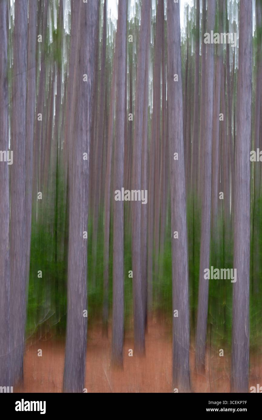 sfocatura intenzionale astratta degli alberi nella foresta con vegetazione all'interno della zona boschiva sfocatura o effetto di movimento verticale causato da un'esposizione prolungata Foto Stock
