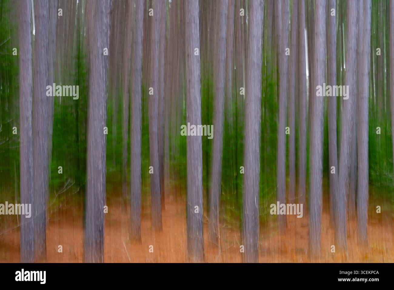 sfocatura intenzionale astratta degli alberi nella foresta con vegetazione all'interno della zona boschiva sfocatura o effetto di movimento verticale causato da un'esposizione prolungata Foto Stock
