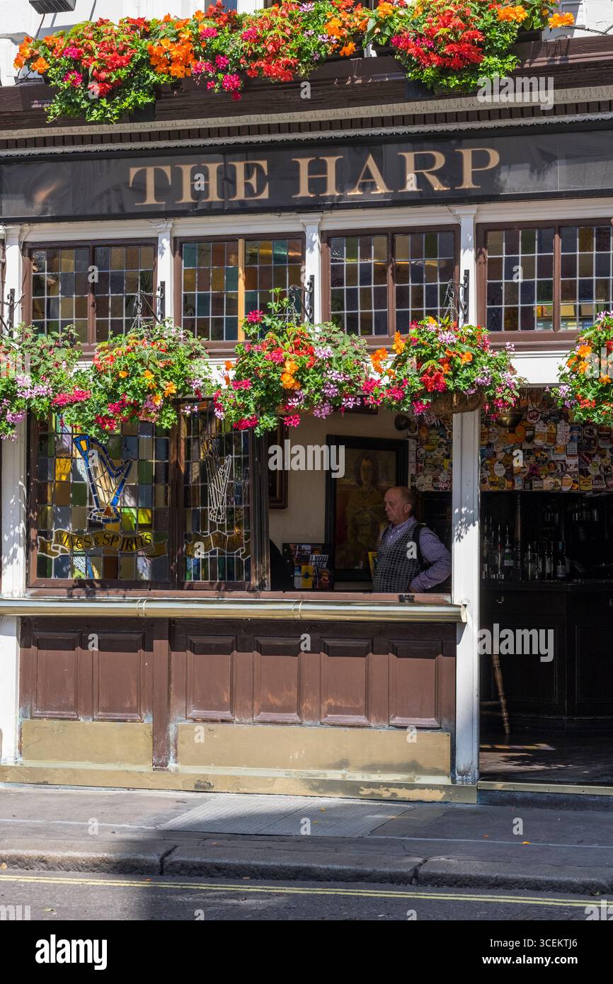 Colorata fioritura delle piante annuali appesi da ceste al di fuori dell'Arpa, Chandos posto, City of Westminster, Londra, Inghilterra, Regno Unito Foto Stock