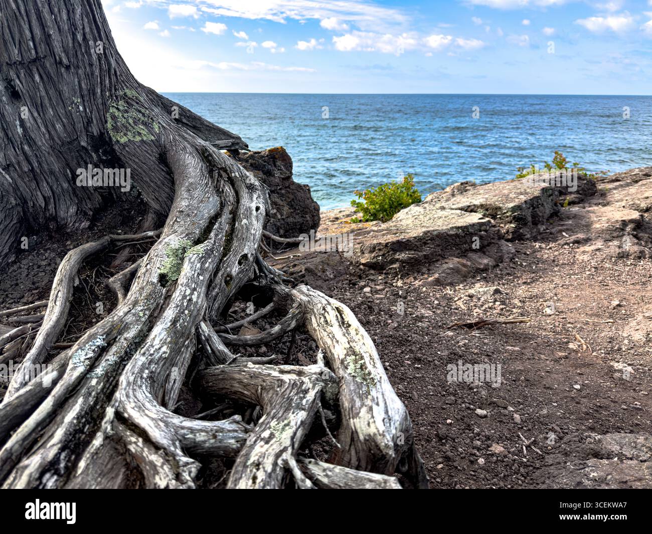Le radici noiose di un albero vicino alla riva del Lago superiore Foto Stock