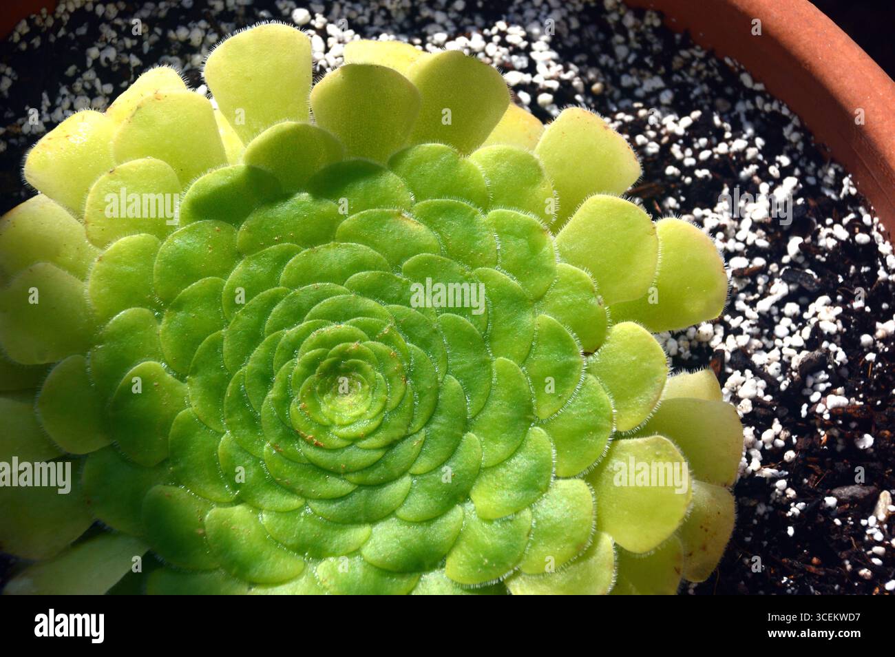 Green Aeonium Tabuliforme (Flat-Toppped Aeonium) 'Saucer Plant' coltivato sulla serra presso RHS Garden Bridgewater, Worsley, Greater Manchester, Regno Unito Foto Stock