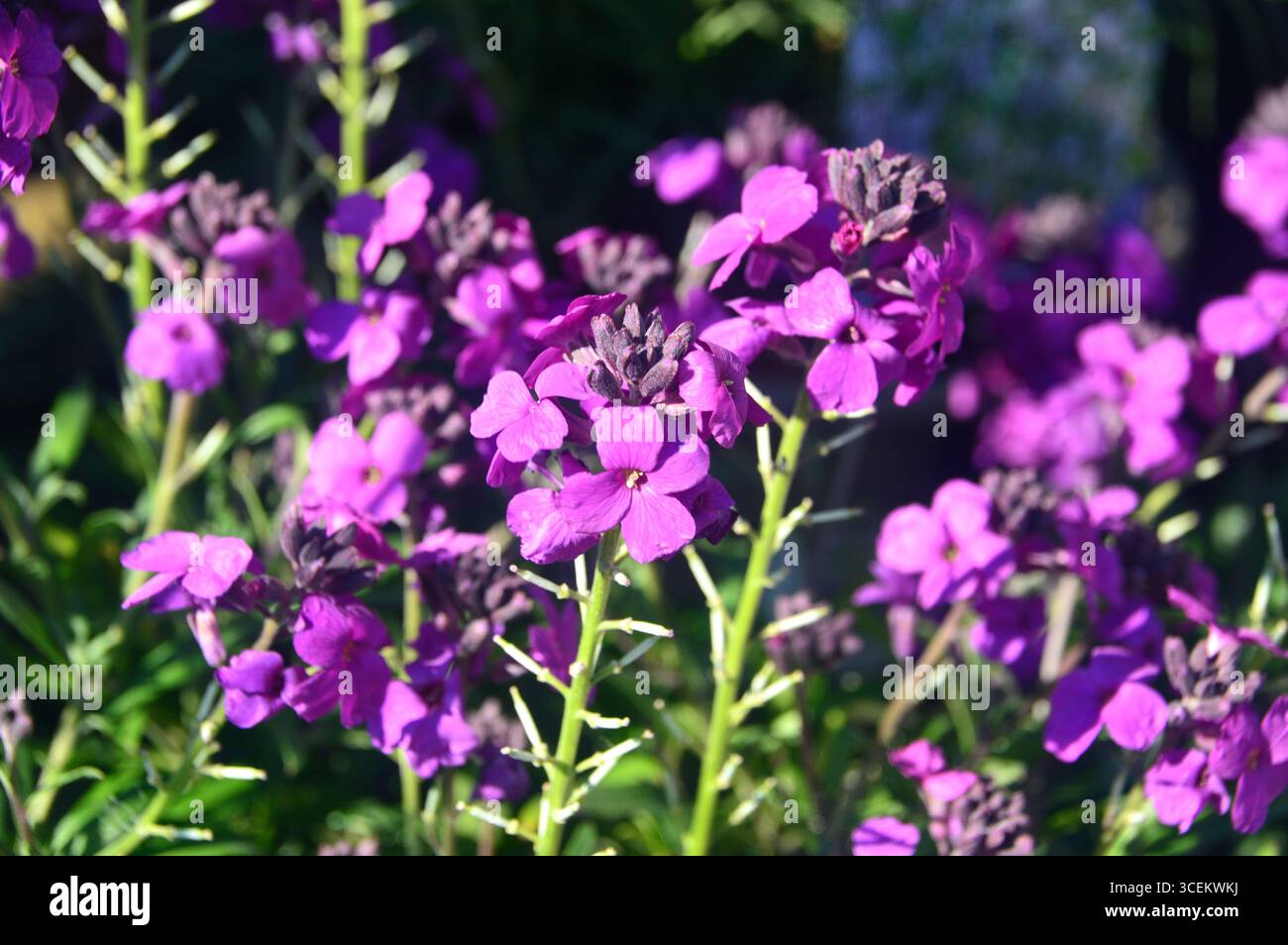 Lilac-Purple Erysimum 'Poem Lilac' (Wallflowers) cresciuto nei confini a RHS Garden Bridgewater, Worsley, Greater Manchester, Regno Unito Foto Stock