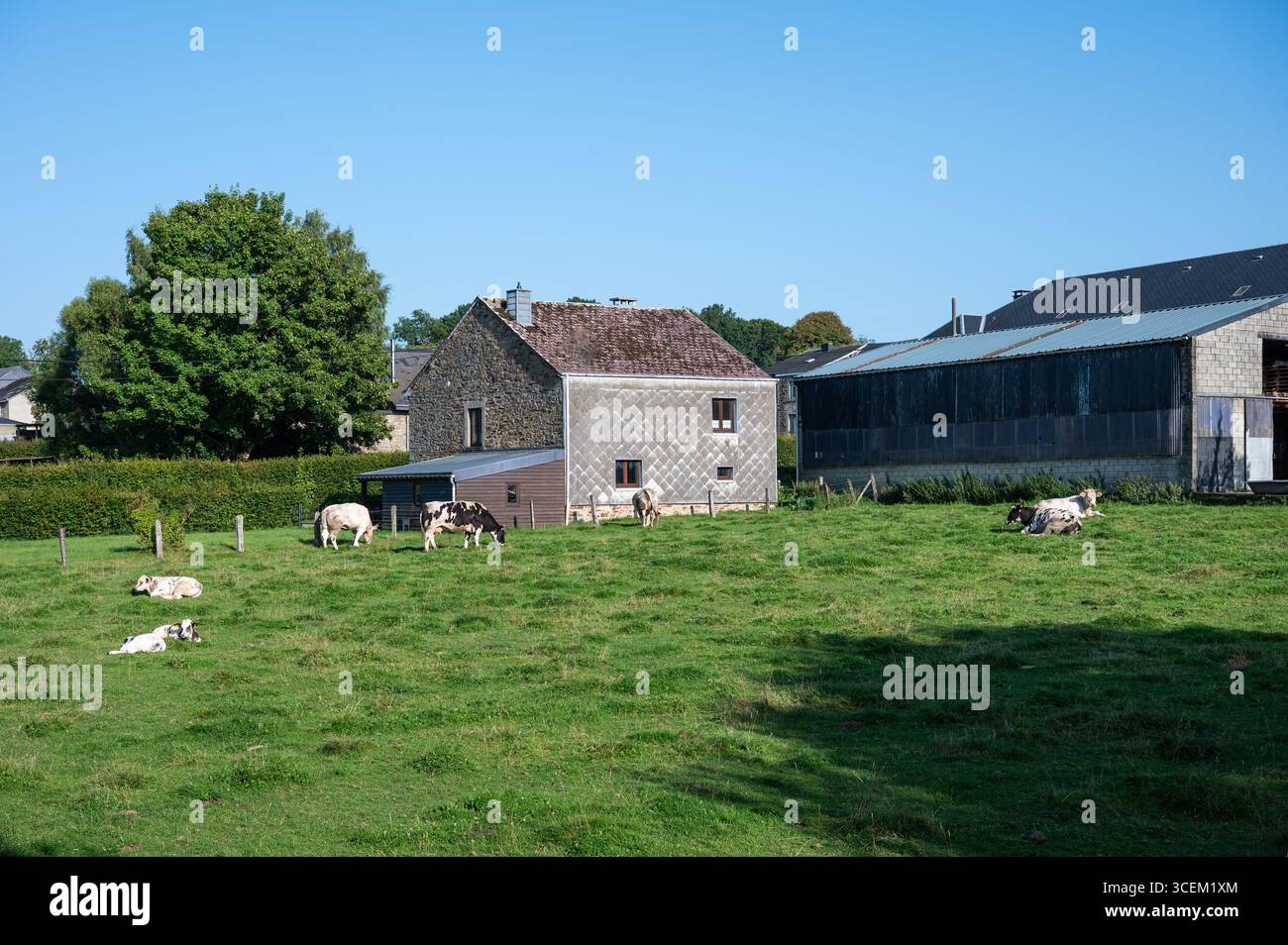 Pascolo di mucche e graffette nella campagna di Wallon a Vesqueville Saint Hubert, Belgio 10 agosto 2025 Foto Stock