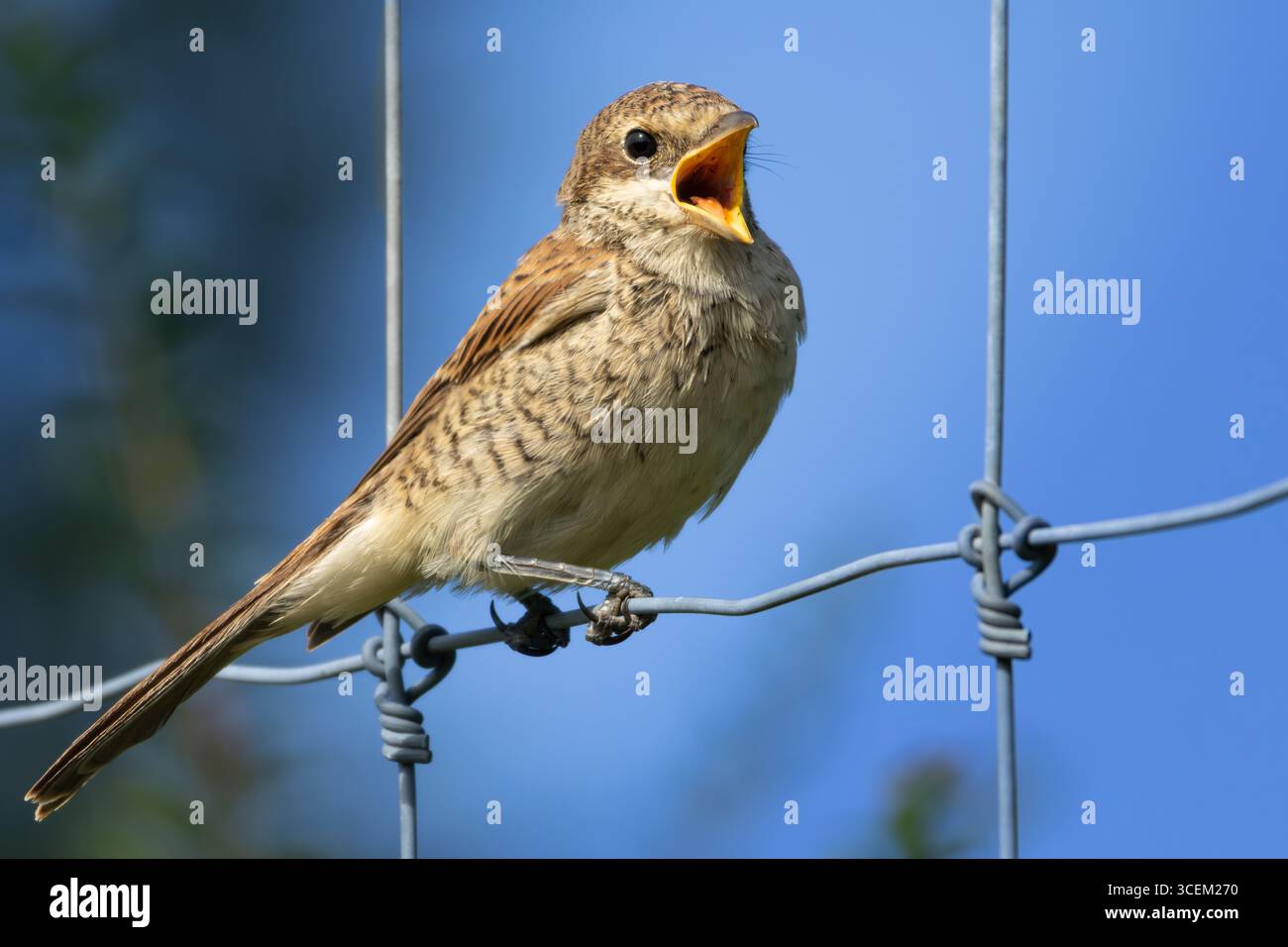 Giovane Shrike con il dorso rosso seduto su una recinzione. shrike dal dorso rosso, Lanius collurio, giovane uccello Foto Stock