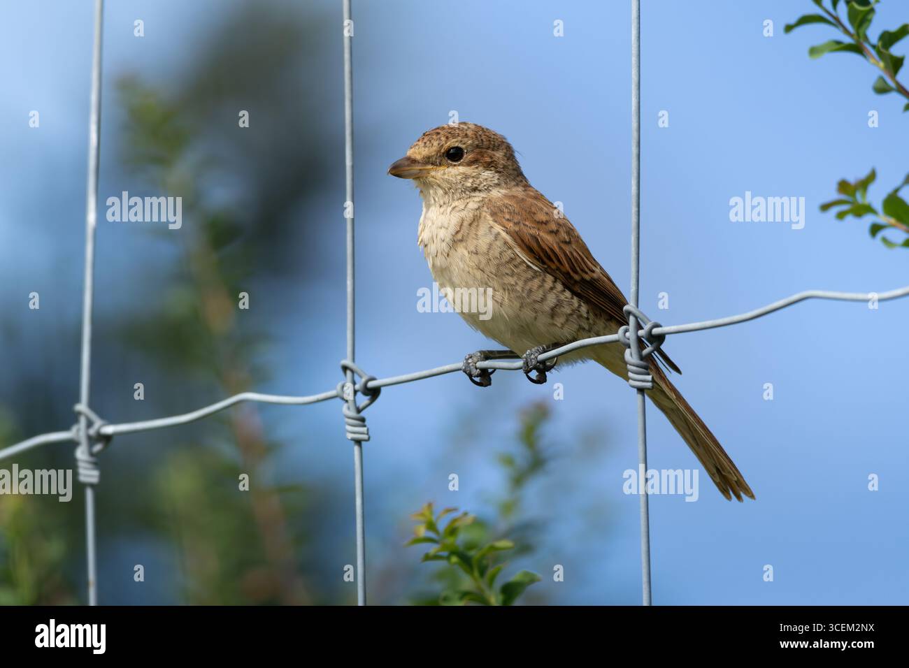Giovane Shrike con il dorso rosso seduto su una recinzione. shrike dal dorso rosso, Lanius collurio, giovane uccello Foto Stock