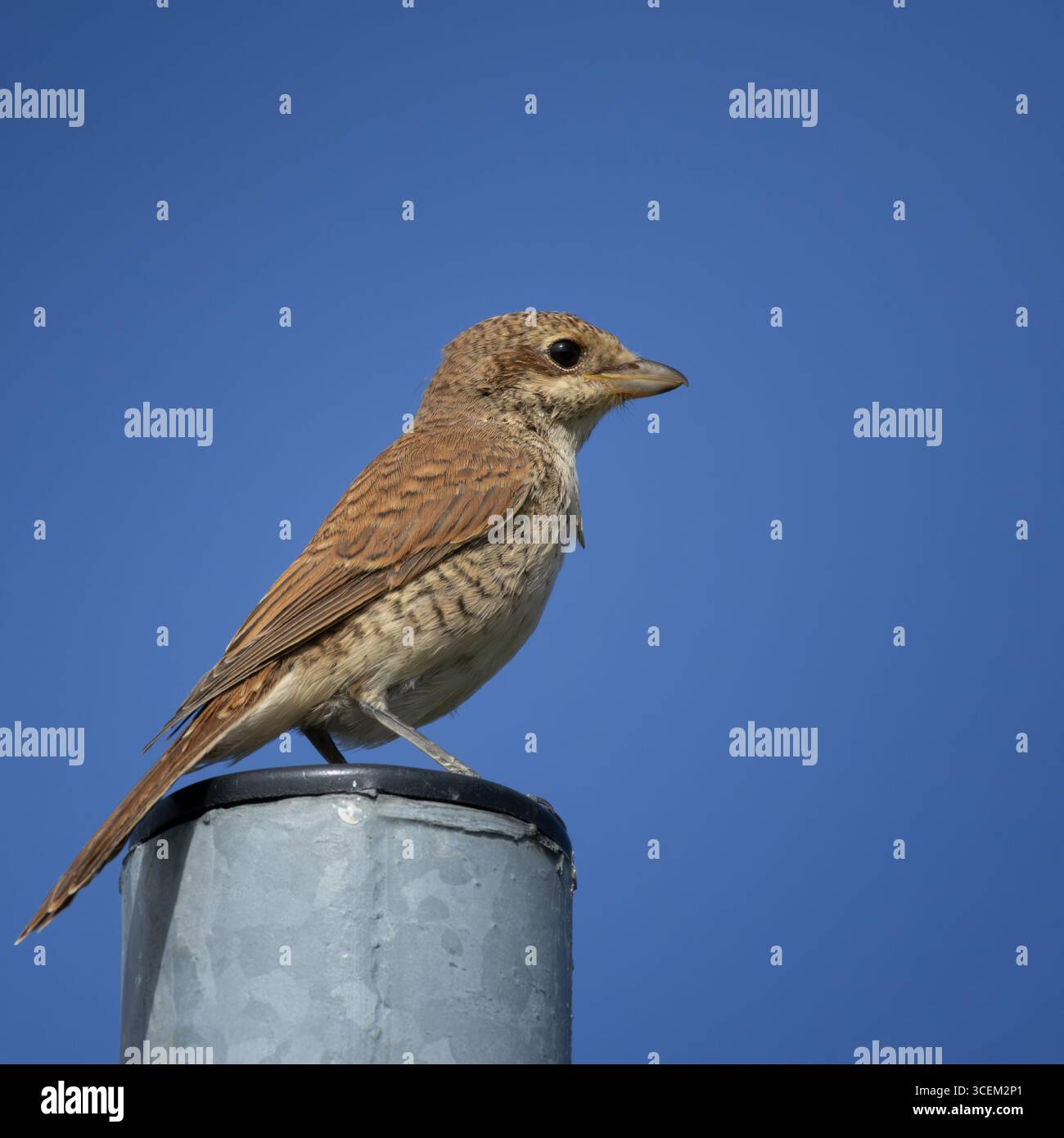 Giovane Shrike con il dorso rosso seduto su una recinzione. shrike dal dorso rosso, Lanius collurio, giovane uccello Foto Stock