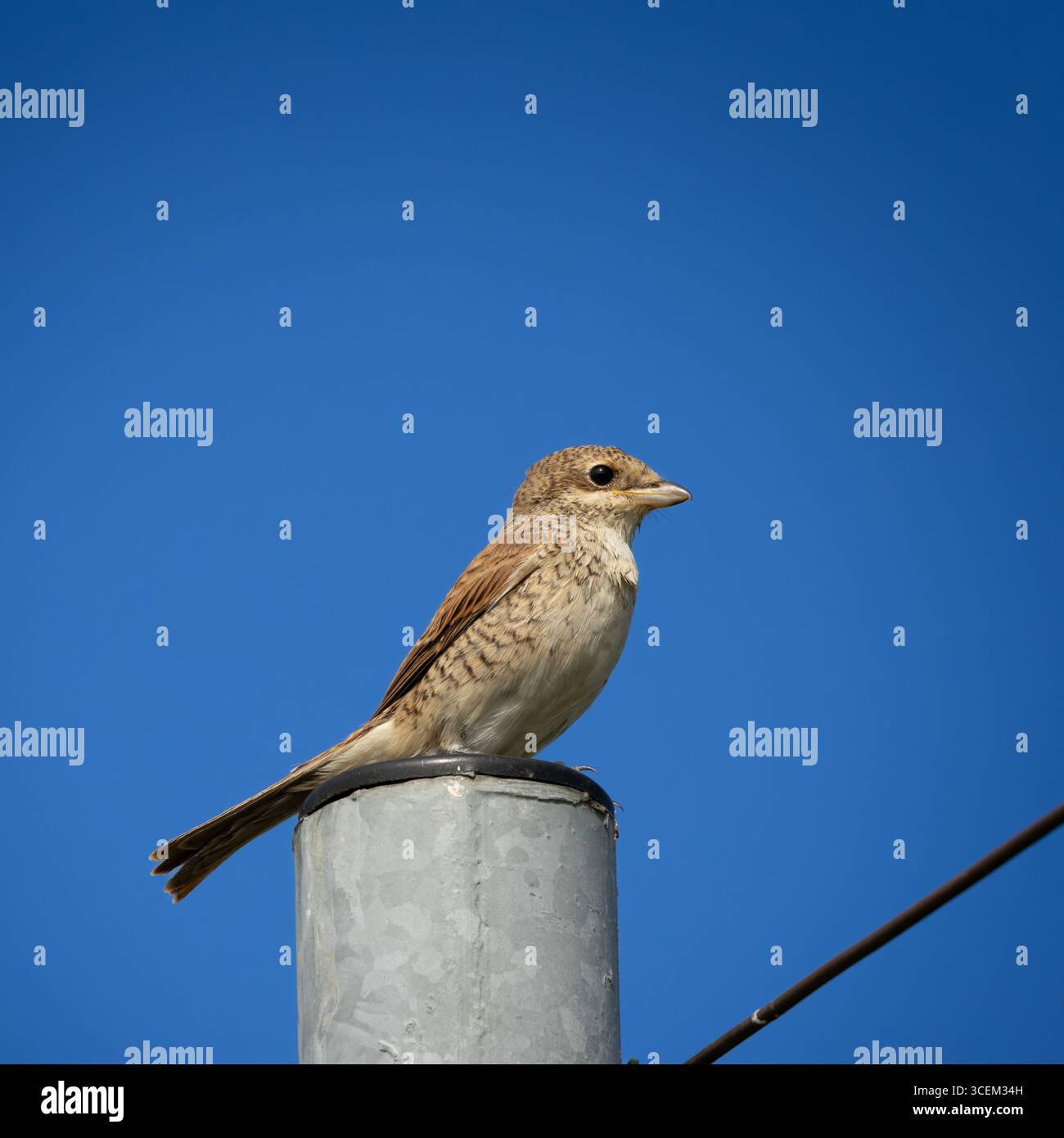 Giovane Shrike con il dorso rosso seduto su una recinzione. shrike dal dorso rosso, Lanius collurio, giovane uccello Foto Stock