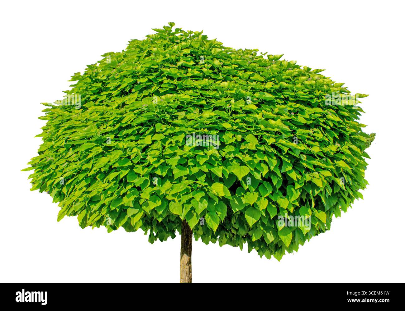 Albero verde deciduo con una corona densa isolata su sfondo bianco con percorso di ritaglio. Elemento floreale per biglietti, inviti, poster. Foto Stock
