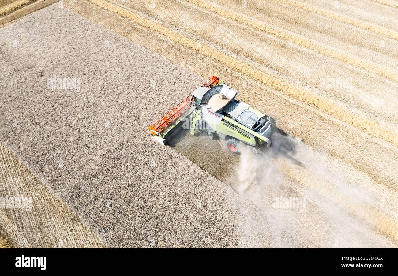 Una mietitrebbia vista a Watton, Norfolk, il 10 agosto, finendo il taglio finale di un campo di grano. Foto Stock