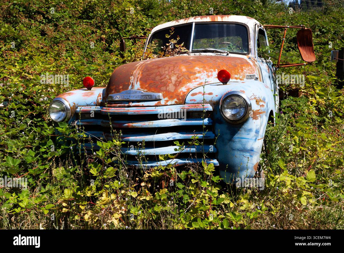 Un pick-up Chevrolet Advance-Design del 1947 logorato viene lentamente sommerso da vite di more e altra vegetazione nel Pacifico nord-occidentale. Foto Stock