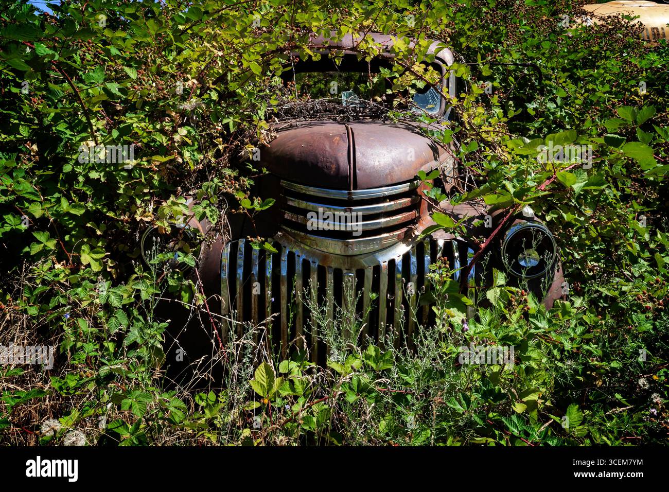 Un pick-up Chevrolet abbandonato del 1941–1946 è quasi sommerso da rovi di more e vegetazione nel Pacifico nord-occidentale. Foto Stock