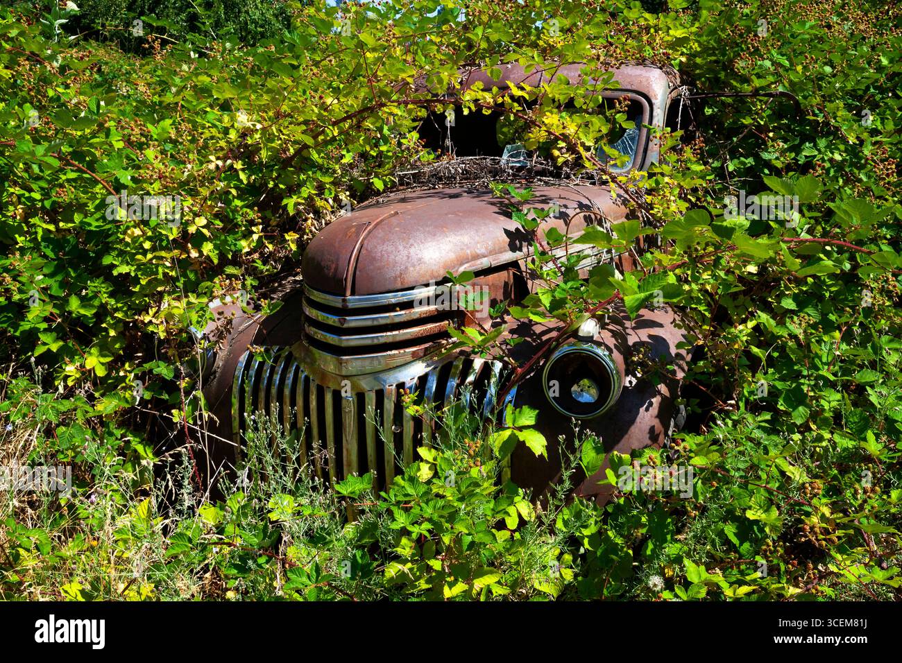Un pick-up Chevrolet abbandonato del 1941–1946 è quasi sommerso da rovi di more e vegetazione nel Pacifico nord-occidentale. Foto Stock