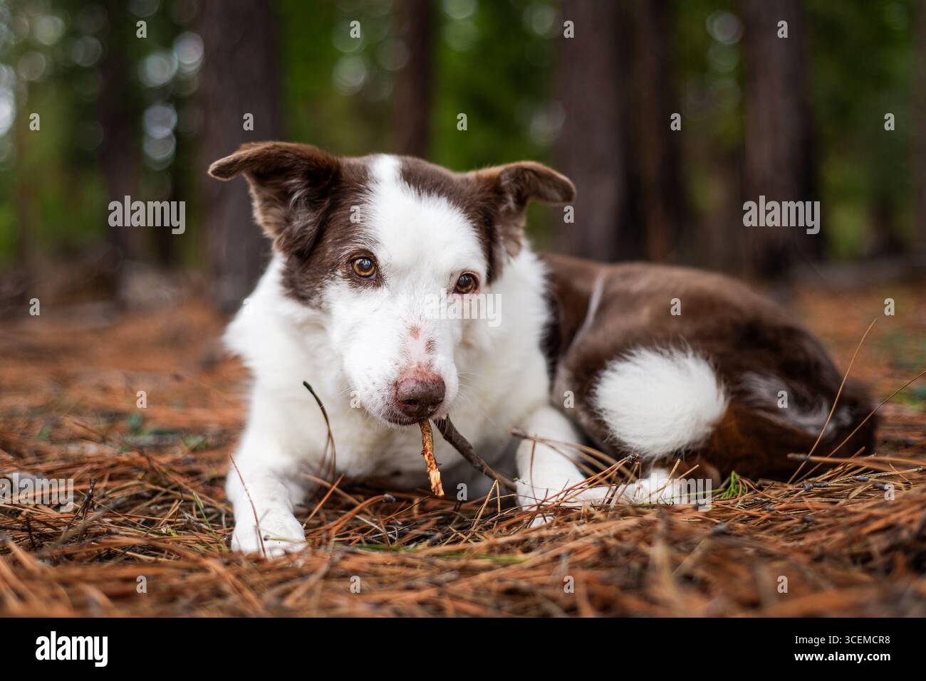 15 anni-Old Border Collie masticando un bastone nella foresta Foto Stock