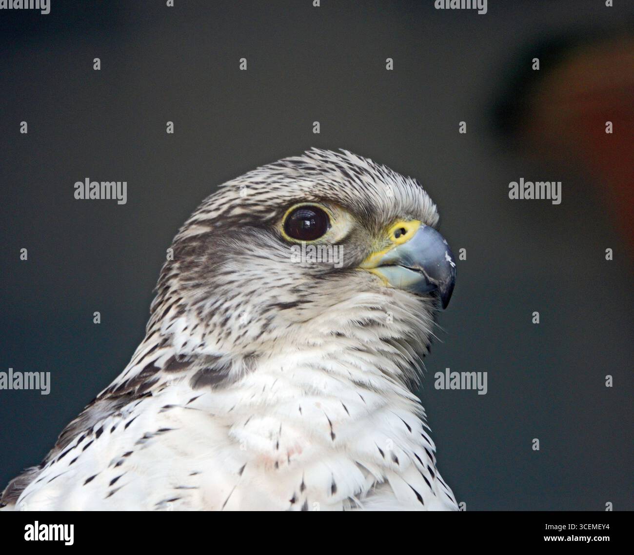 Ritratto di un ginecologo, Falco rusticolus, che allarga le ali. I Gyrfalcons sono il più grande vero falco sulla terra. Foto Stock