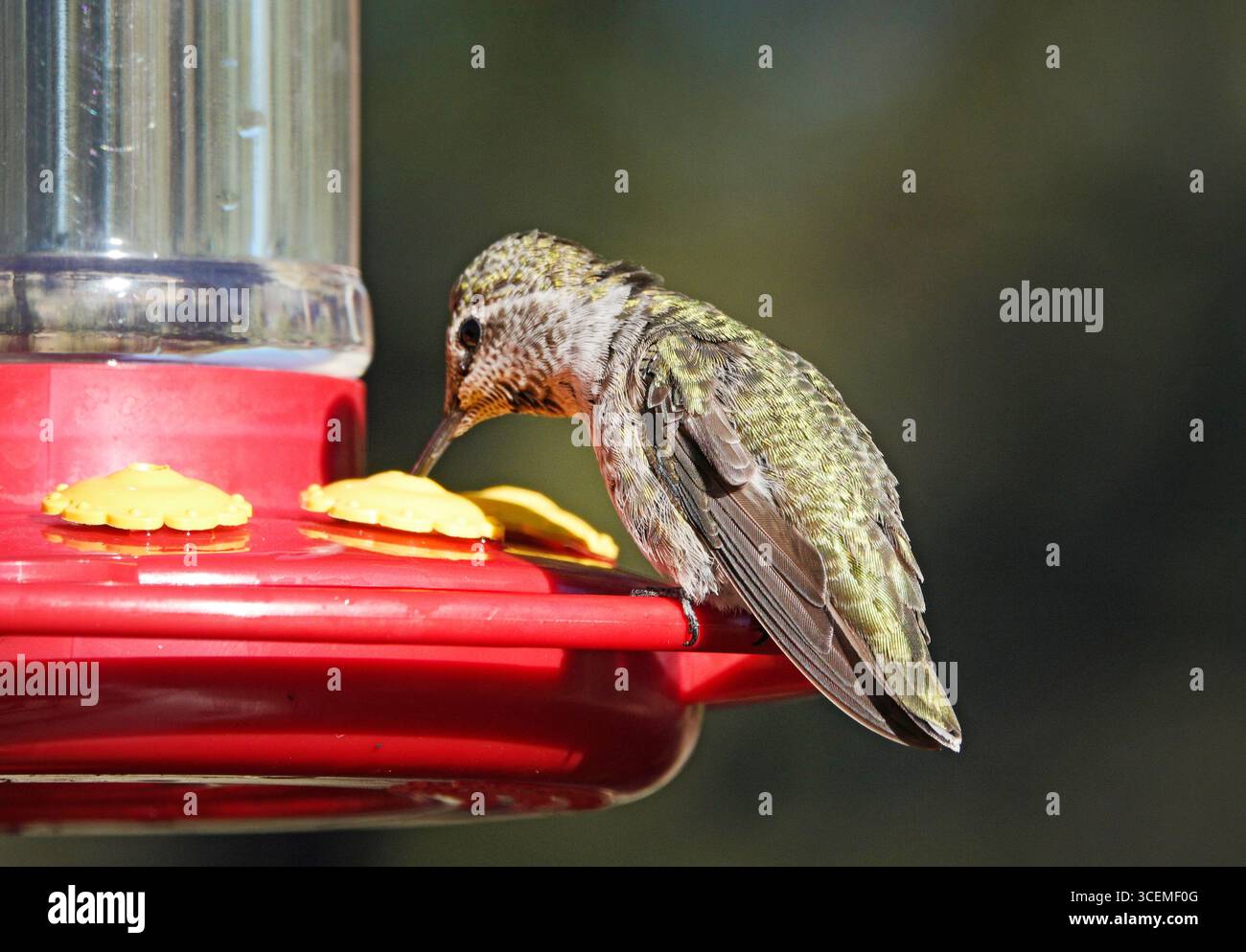 Dettaglio di una colibrì dalla gola rubina, che vola, nell'Oregon centrale. Foto Stock