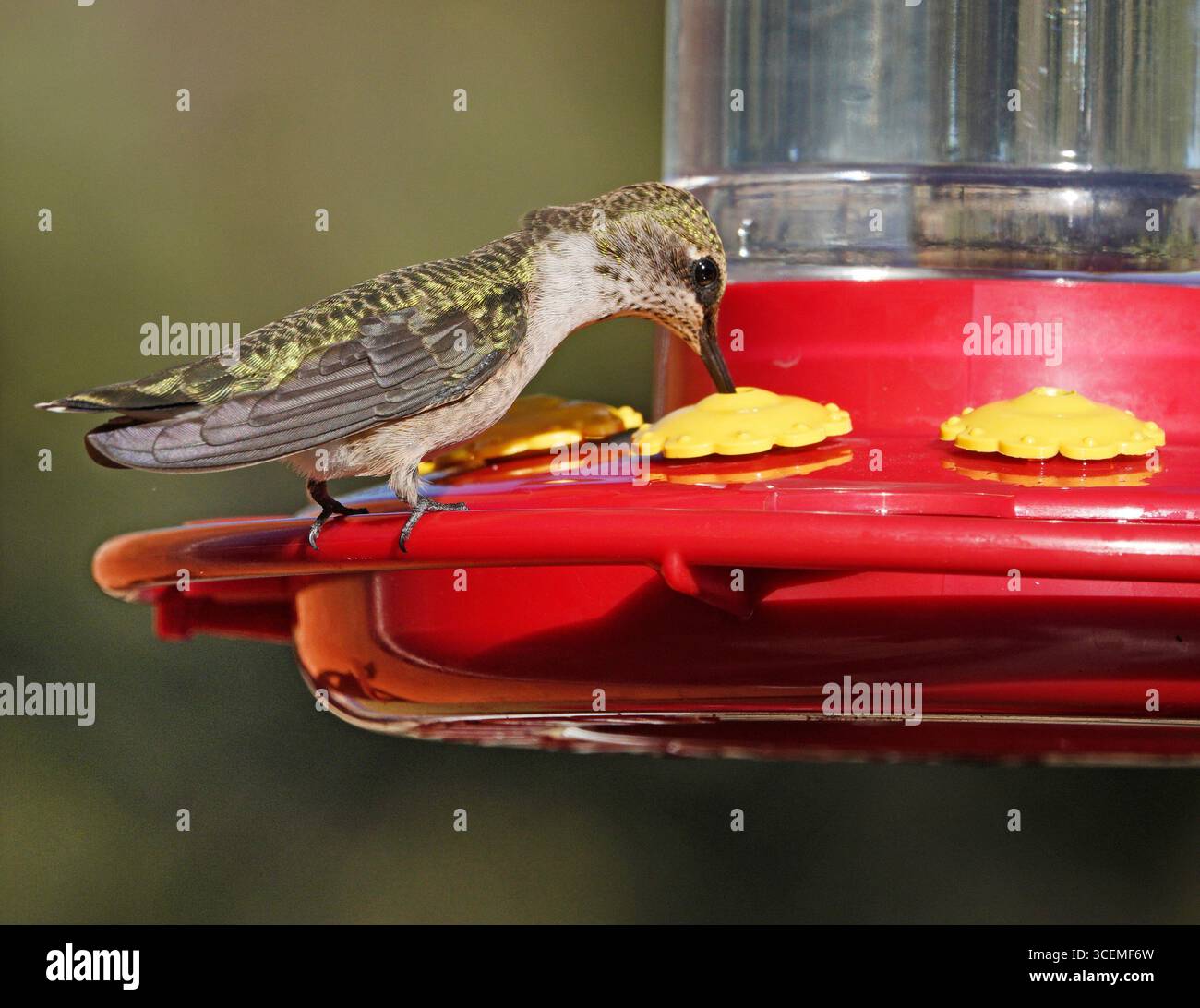 Dettaglio di una femmina colibrì dalla gola rubina, che vola mentre mangia da un alimentatore, nell'Oregon centrale. Foto Stock